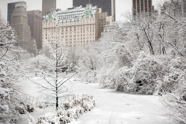 Snow In Central Park by Dina Litovsky