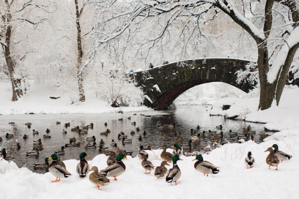 Snow In Central Park by Dina Litovsky